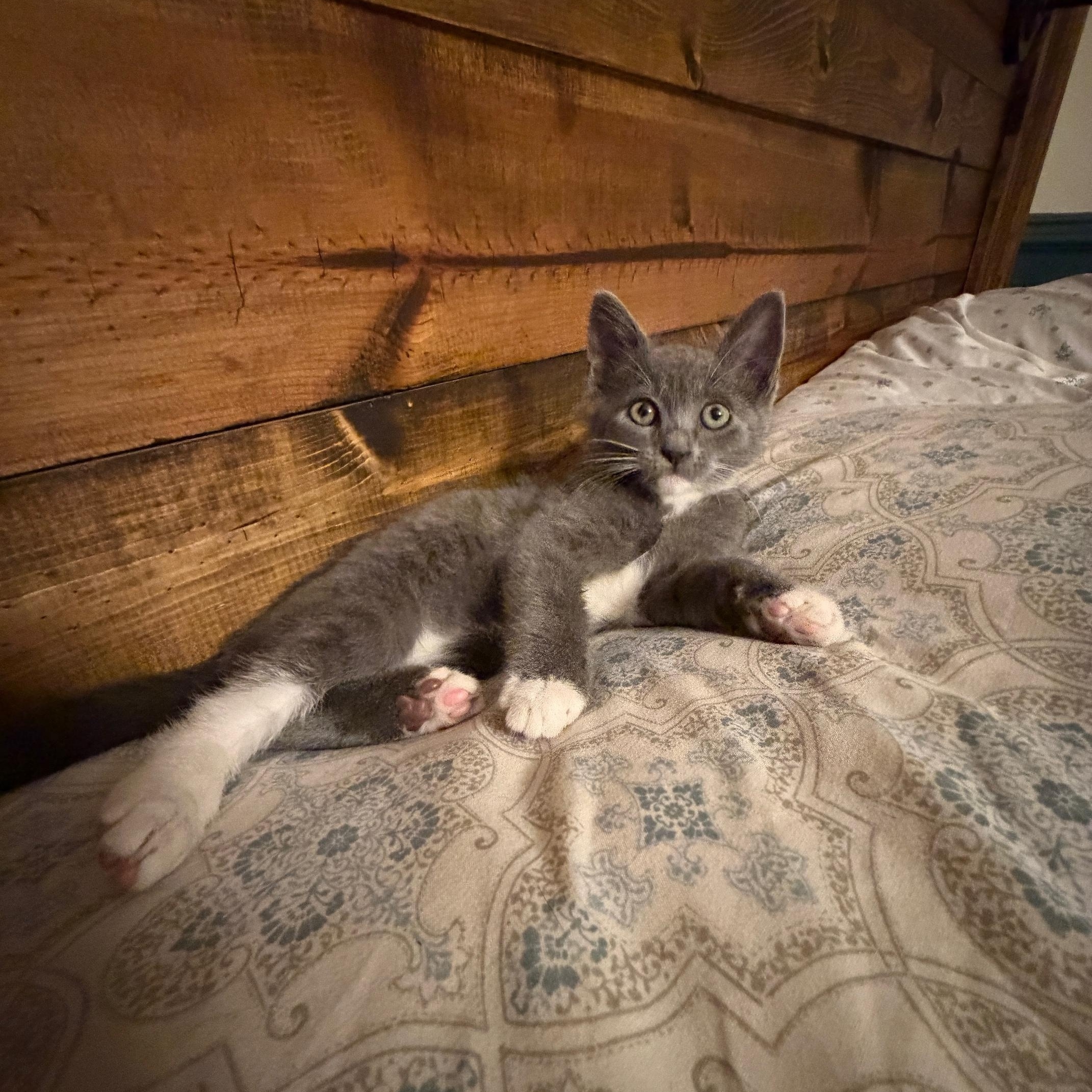 Enlarge Tink , a ADOPTABLE mixed breed in Orange, CA image 2/5