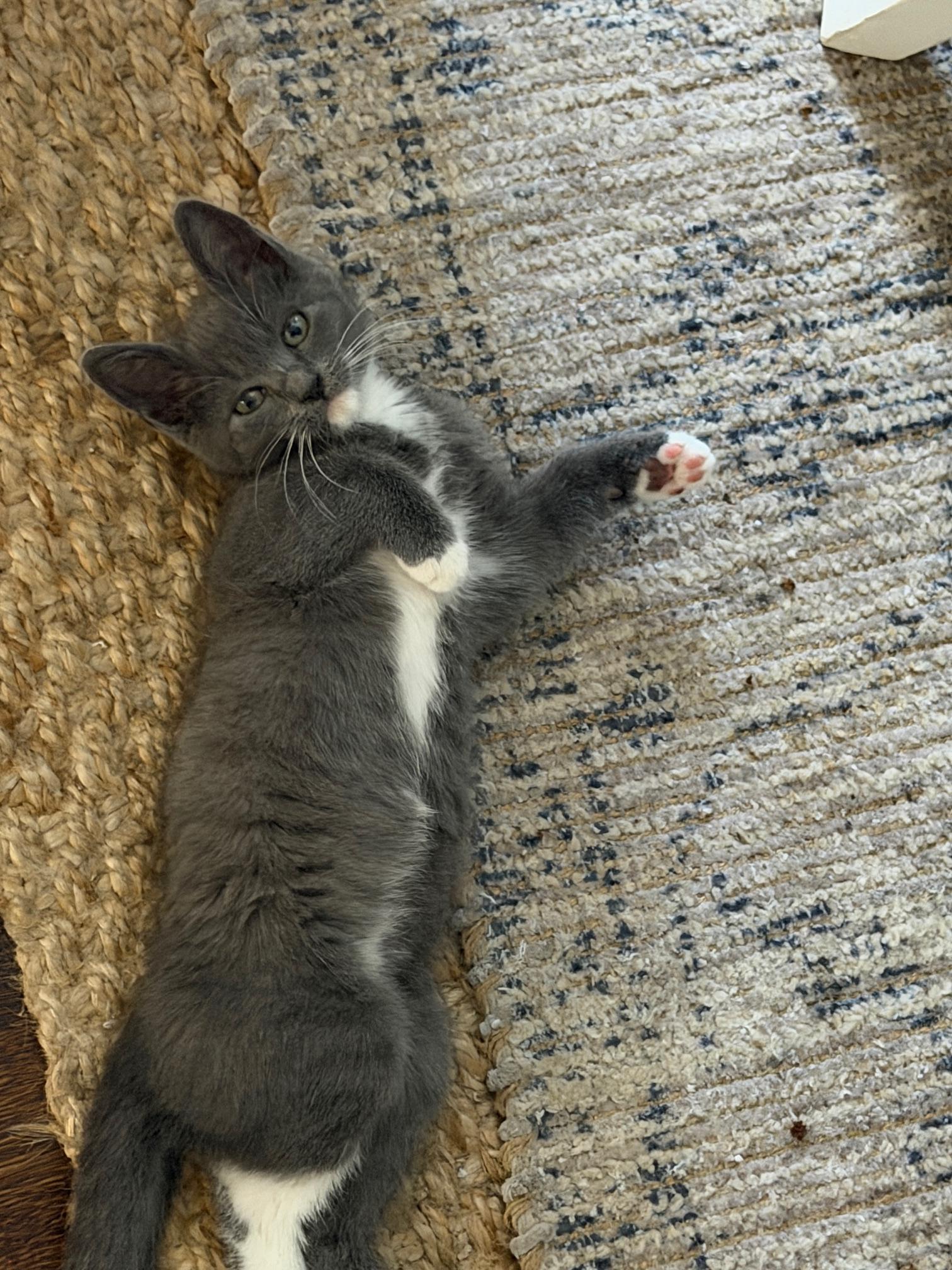 Enlarge Tink , a ADOPTABLE mixed breed in Orange, CA image 5/5