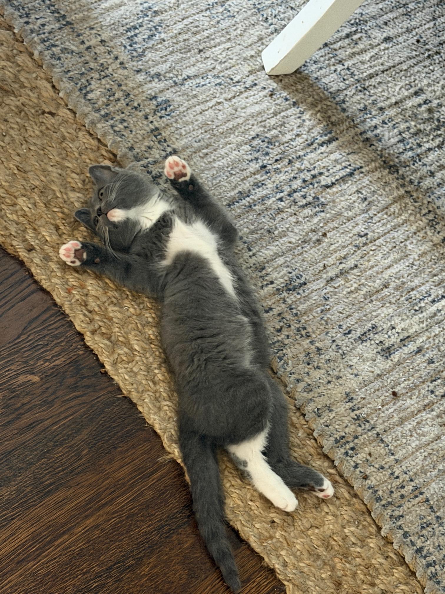 Enlarge Tink , a ADOPTABLE mixed breed in Orange, CA image 3/5