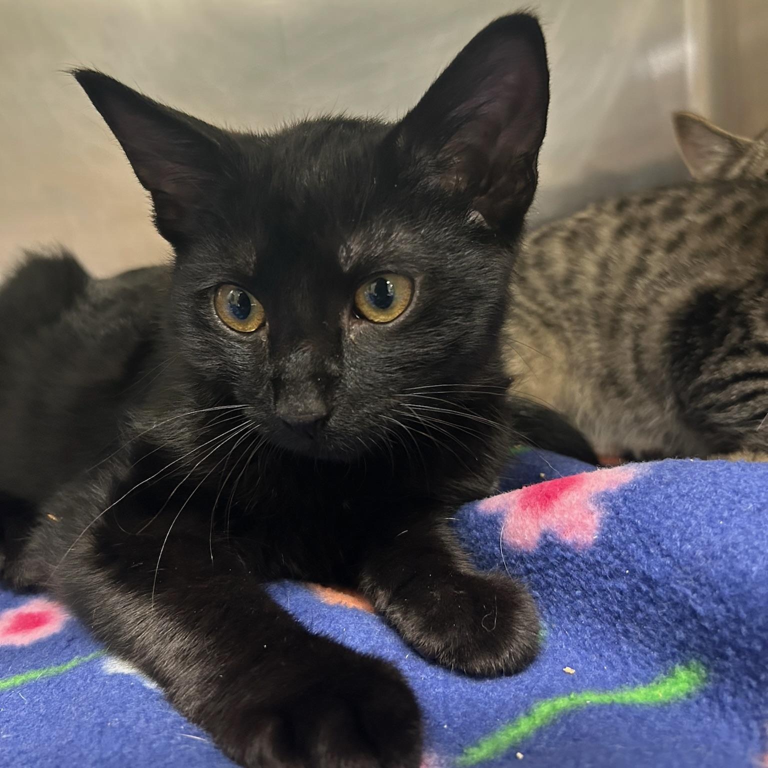 Alamo, a Adoptable Domestic Short Hair in Kent, WA image 2/3