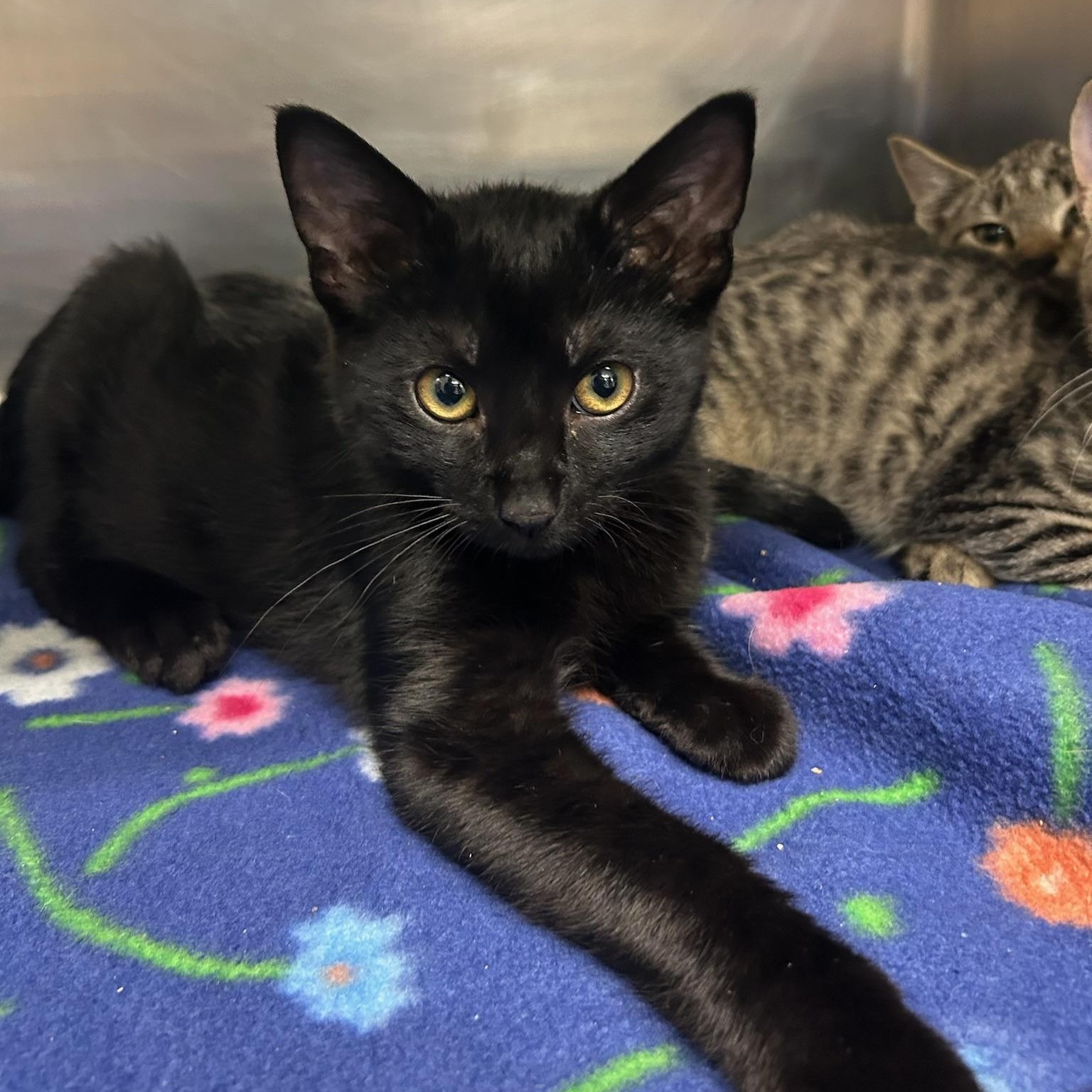 Alamo, Adoptable, Kitten Male Domestic Short Hair.