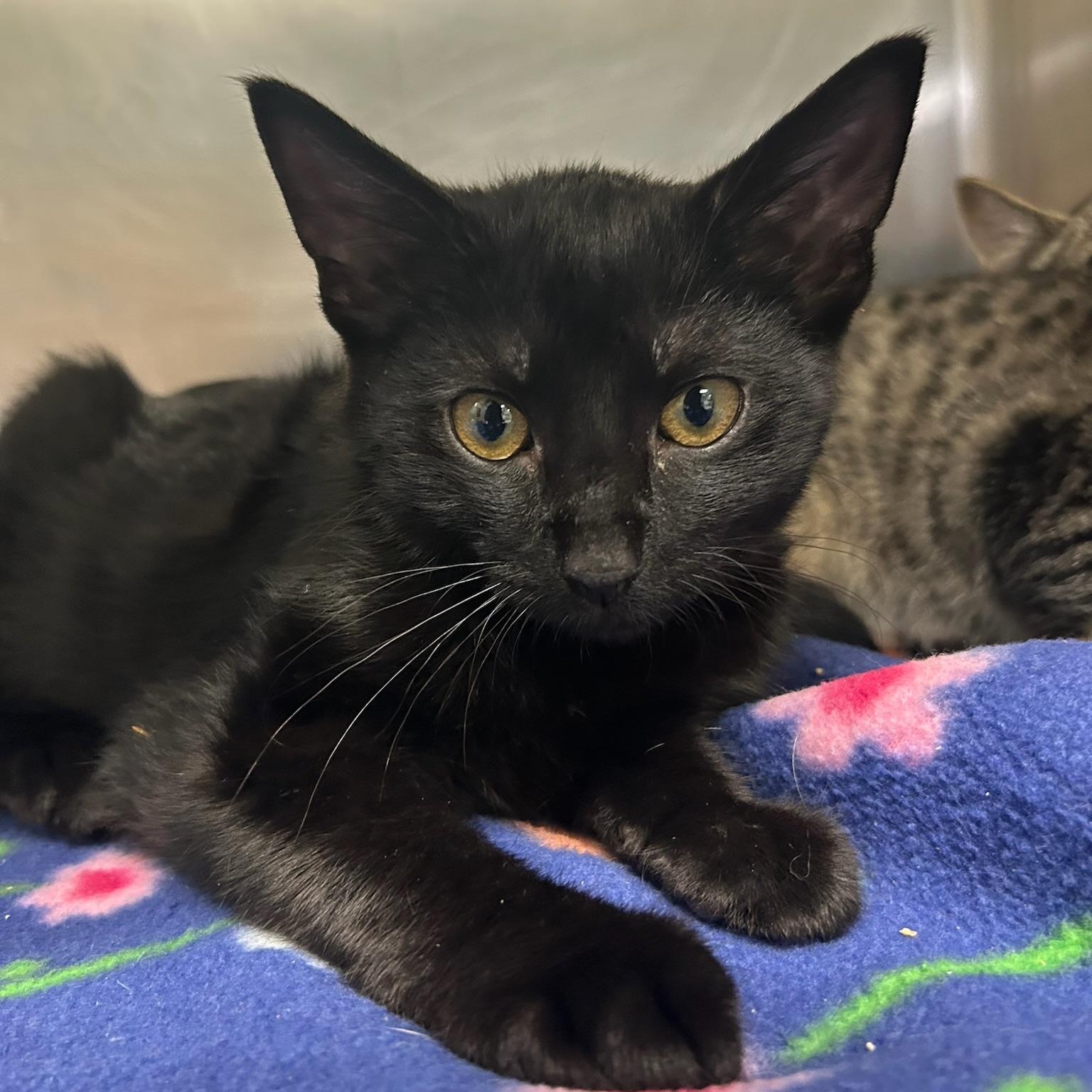 Alamo, a Adoptable Domestic Short Hair in Kent, WA image 3/3