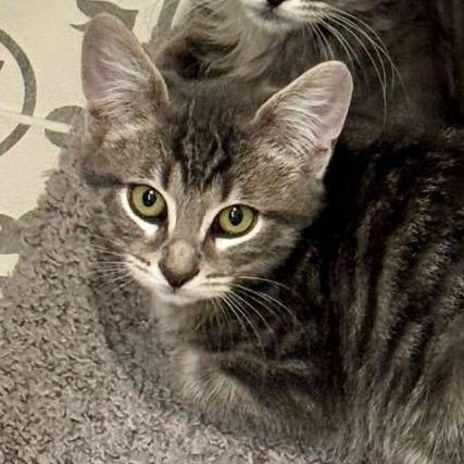 Steel, a Adoptable Domestic Short Hair in East Hanover, NJ image 2/2