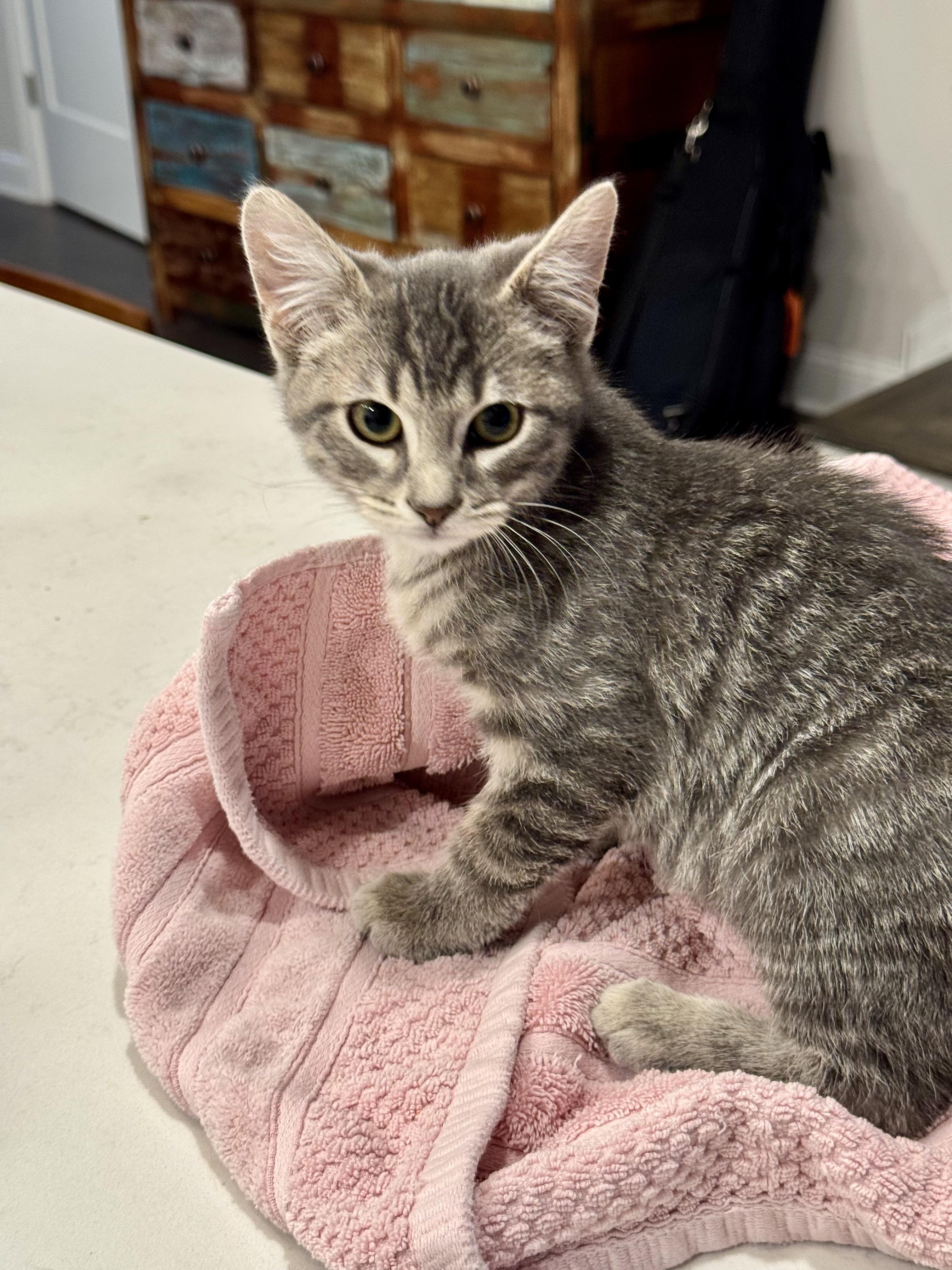 Steel, Adoptable, Kitten Male Domestic Short Hair.