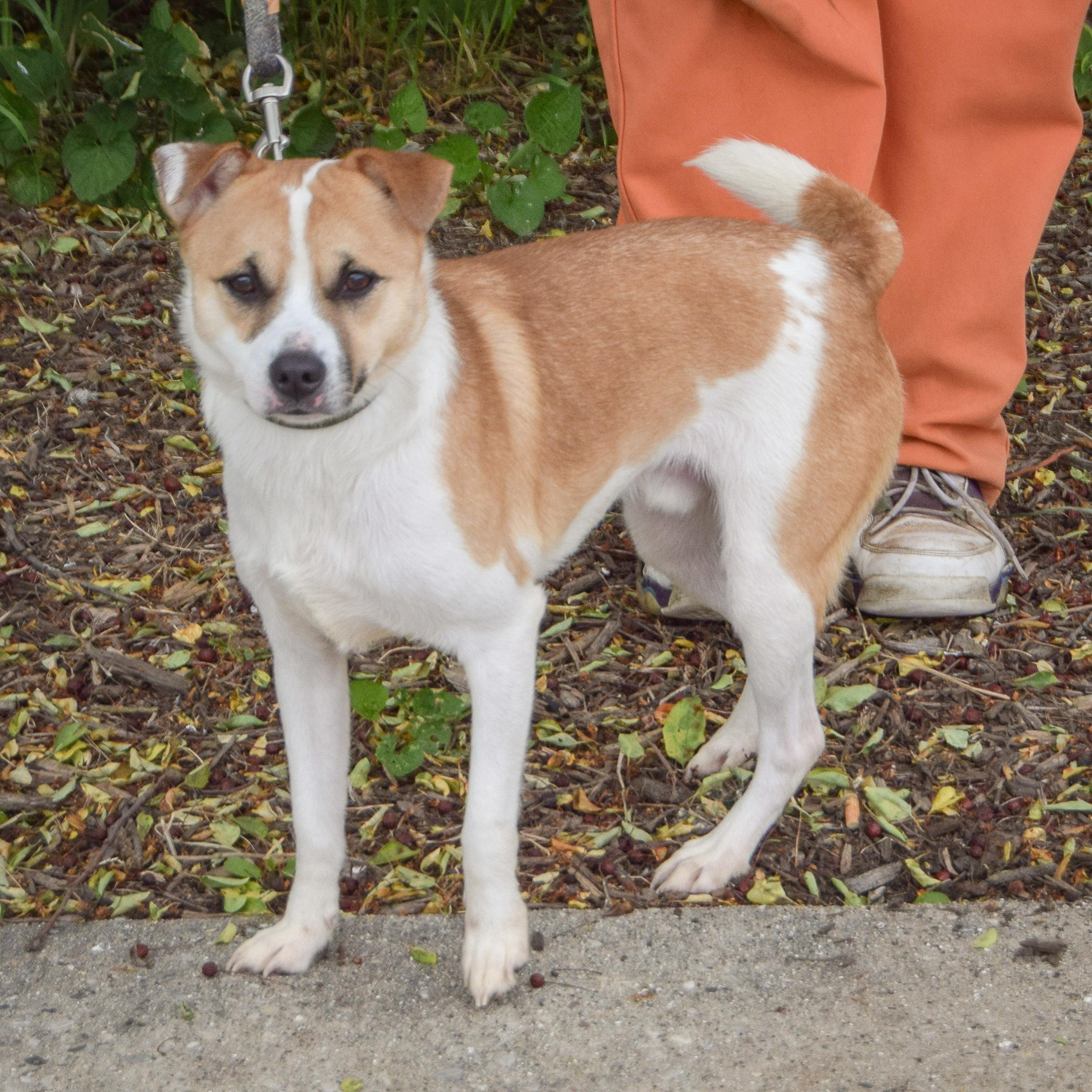 Enlarge Pickles, a Adoptable mixed breed in Huntley, IL image 2/5