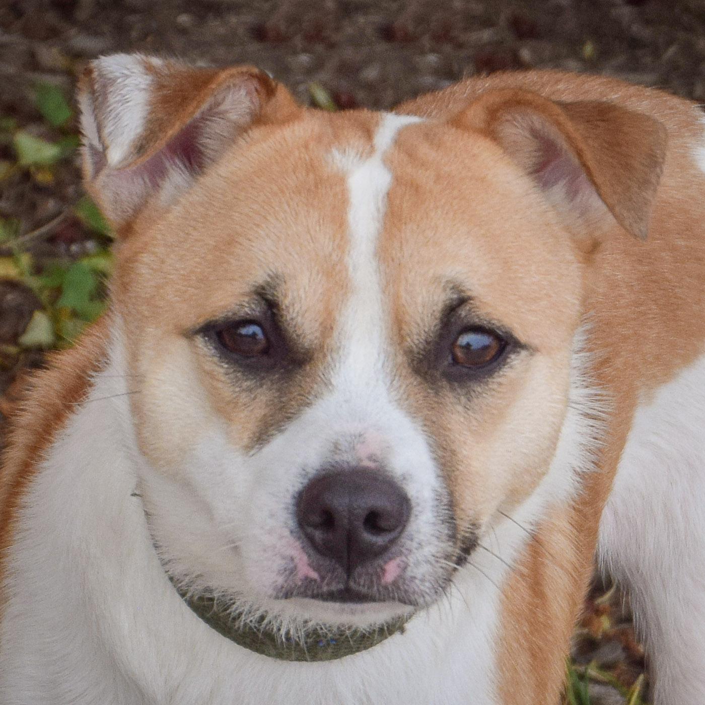Pickles, Adoptable, Young Male Jack Russell Terrier & Parson Russell Terrier.