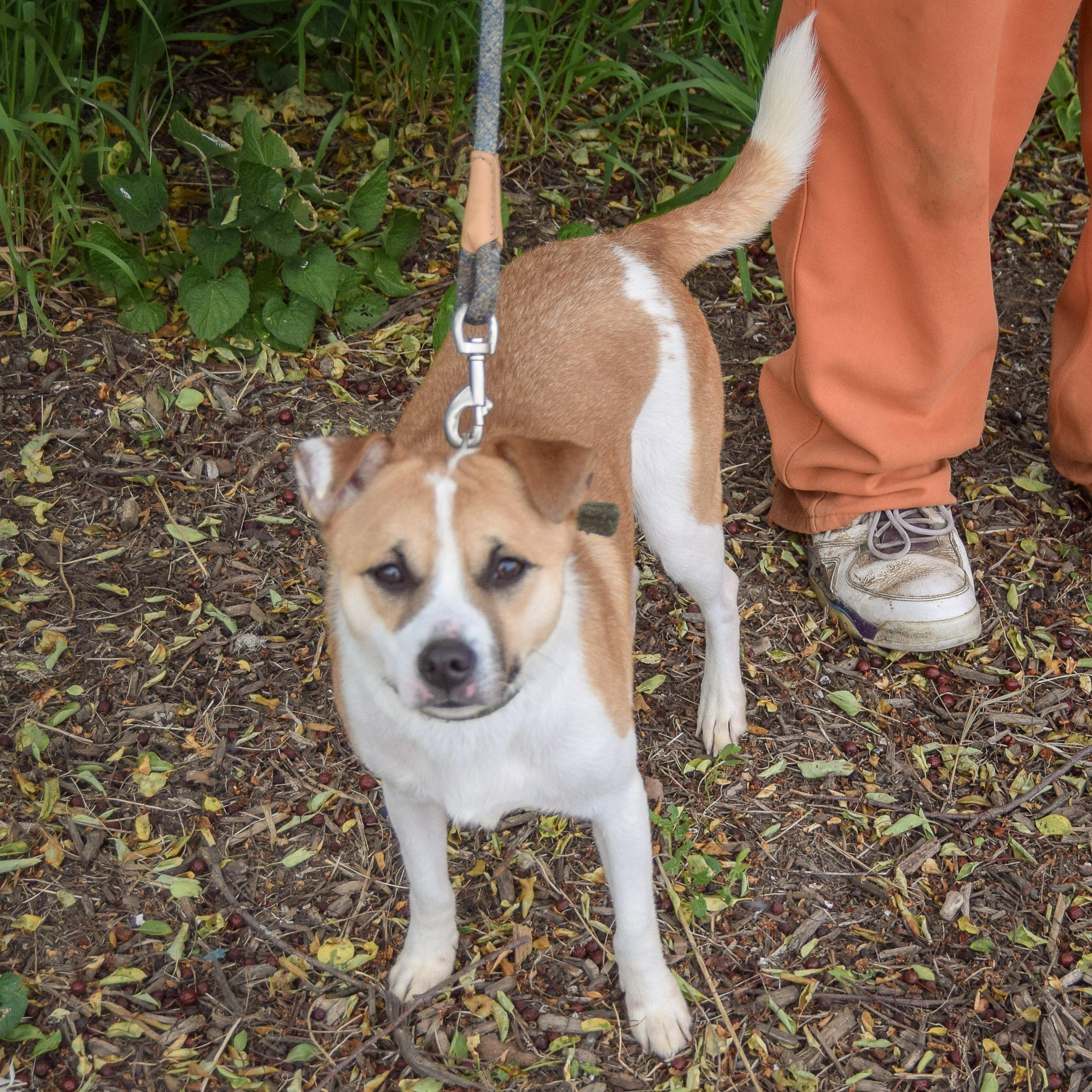 Enlarge Pickles, a Adoptable mixed breed in Huntley, IL image 5/5