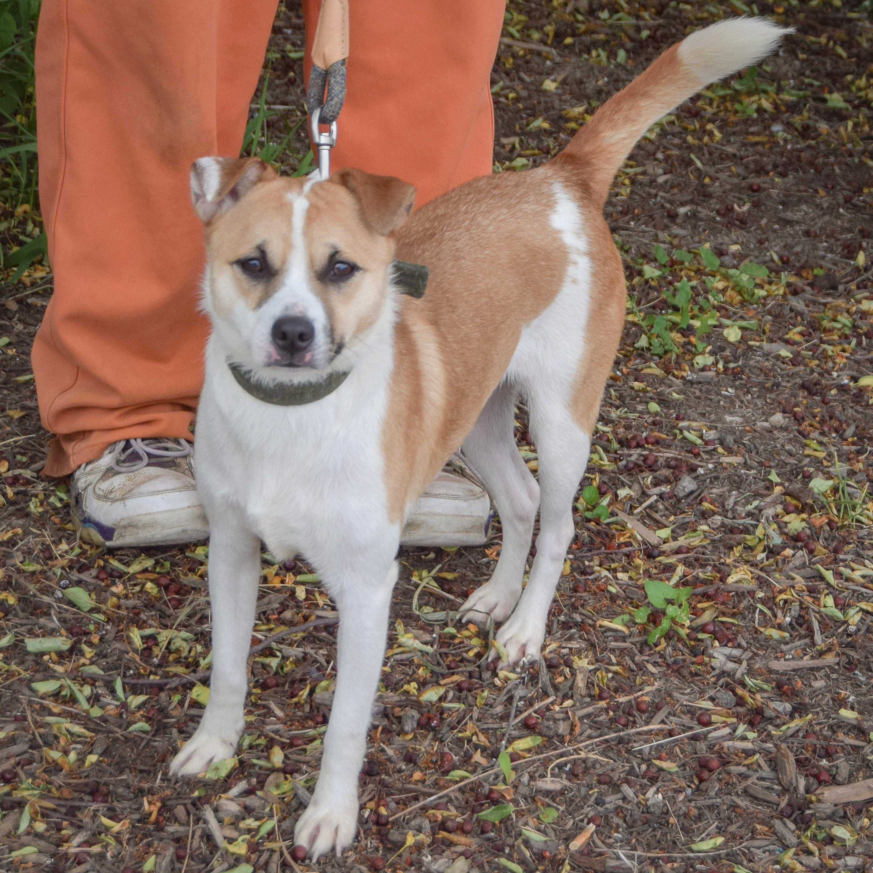 Enlarge Pickles, a Adoptable mixed breed in Huntley, IL image 4/5