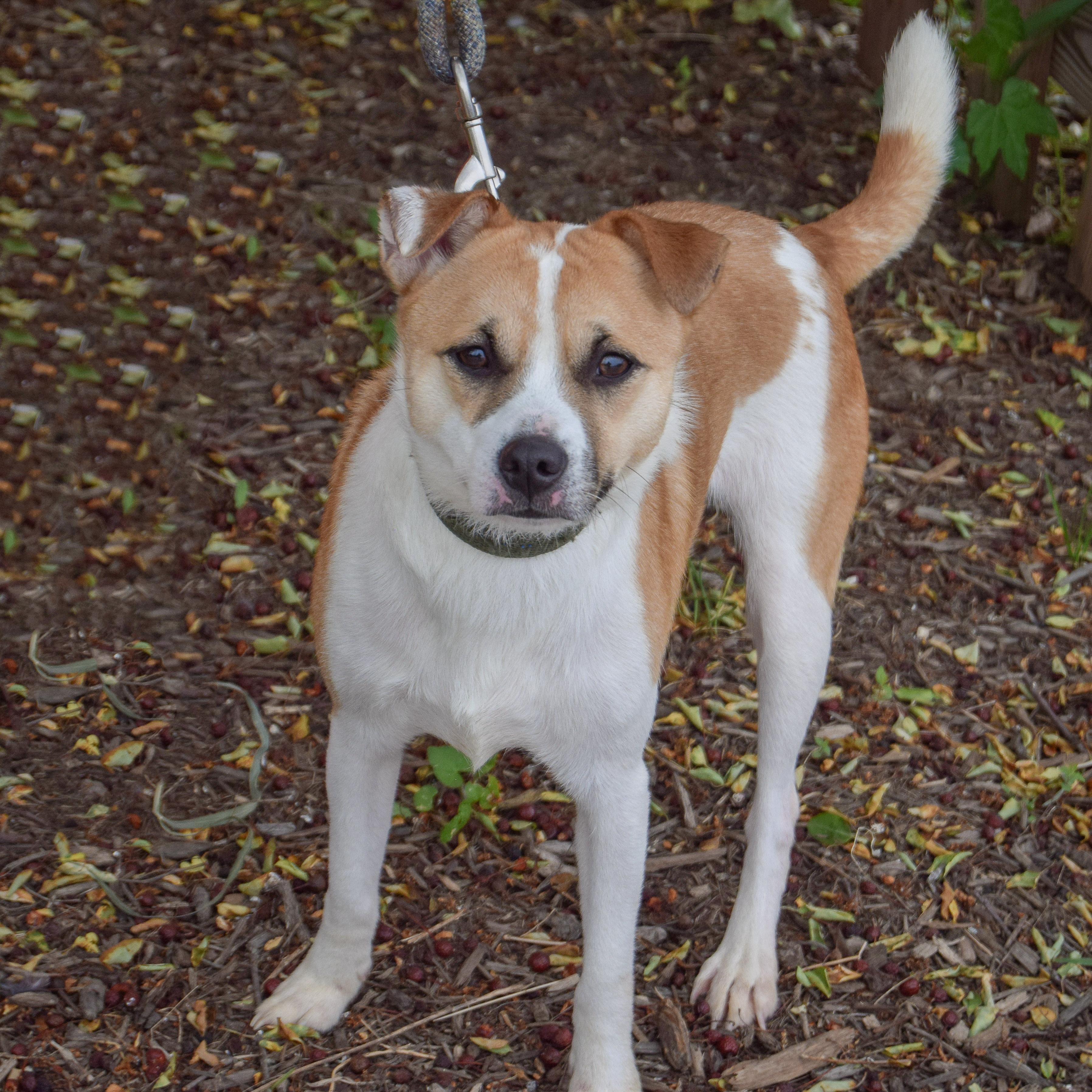 Enlarge Pickles, a Adoptable mixed breed in Huntley, IL image 3/5