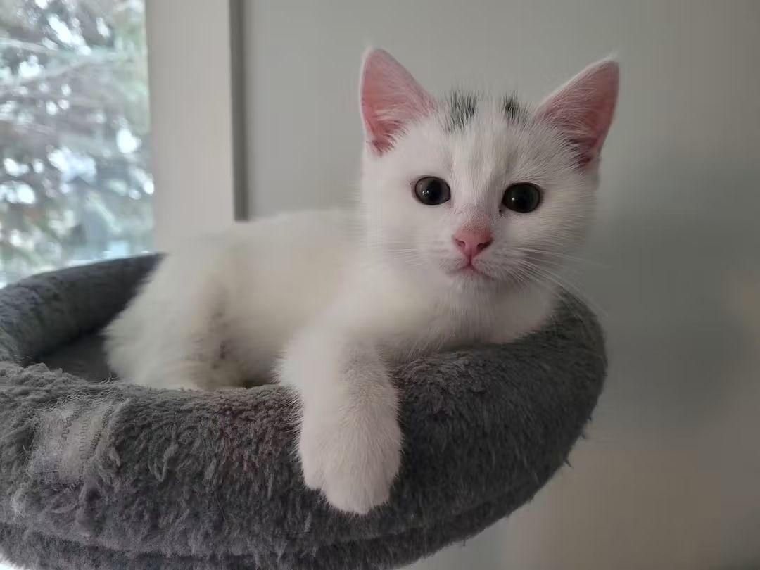 Enlarge 29102025B, a Adopted Domestic Short Hair in Kamloops, BC image 1/6