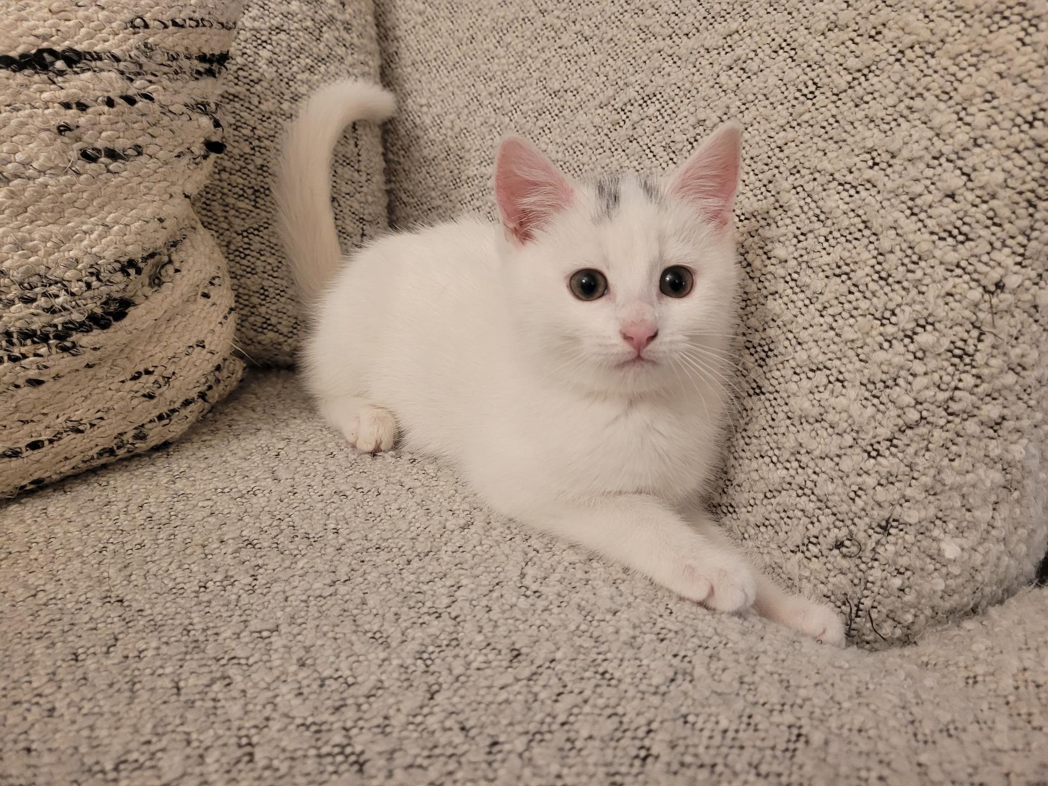 Enlarge 29102025B, a Adopted Domestic Short Hair in Kamloops, BC image 2/6