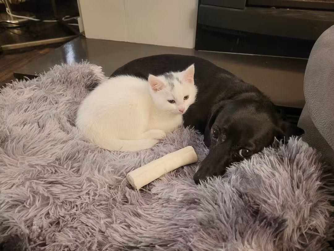 Enlarge 29102025B, a Adopted Domestic Short Hair in Kamloops, BC image 5/6