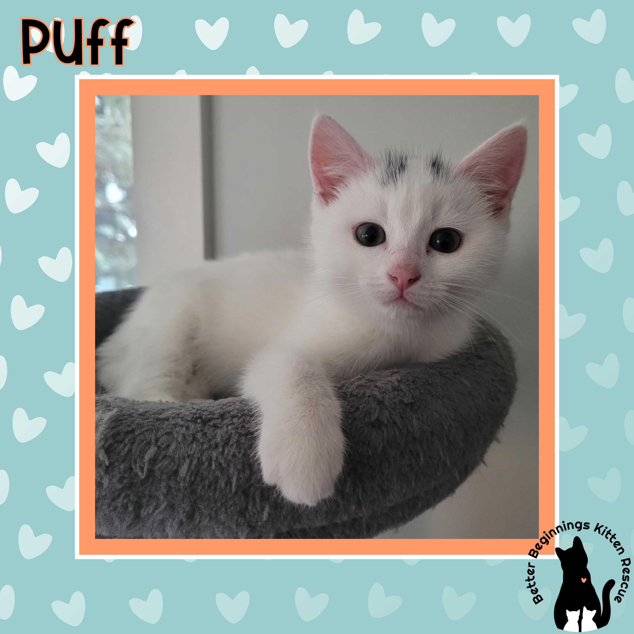 Enlarge 29102025B, a Adopted Domestic Short Hair in Kamloops, BC image 6/6