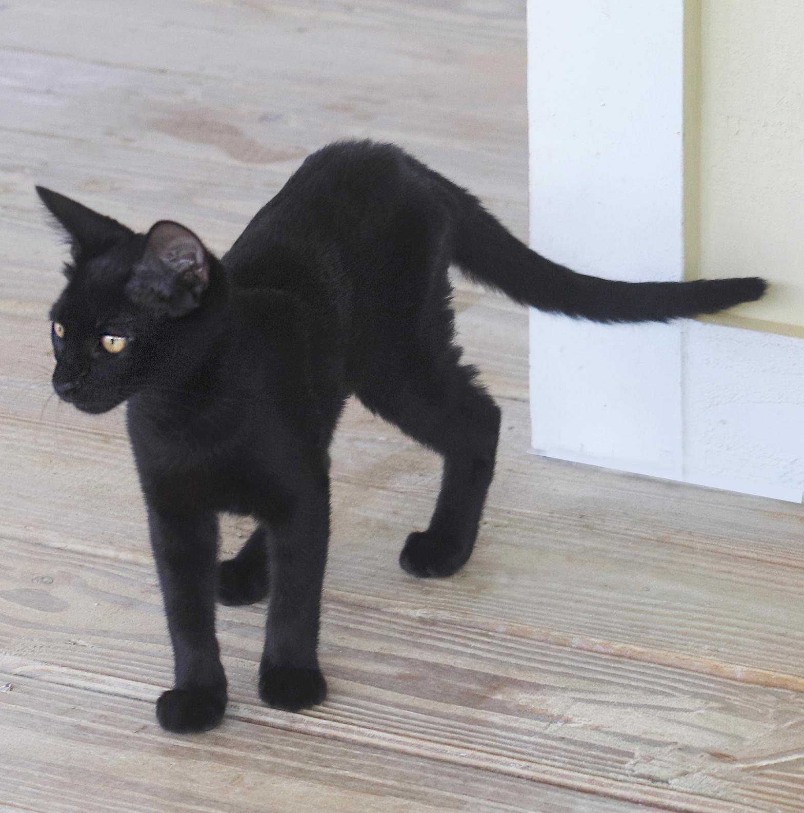 Enlarge Ginger, an adopted Domestic Short Hair in North Fort Myers, FL image 2/2