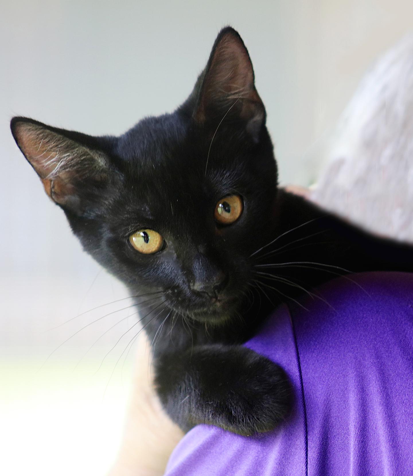 Ginger, adopted, Kitten Female Domestic Short Hair.