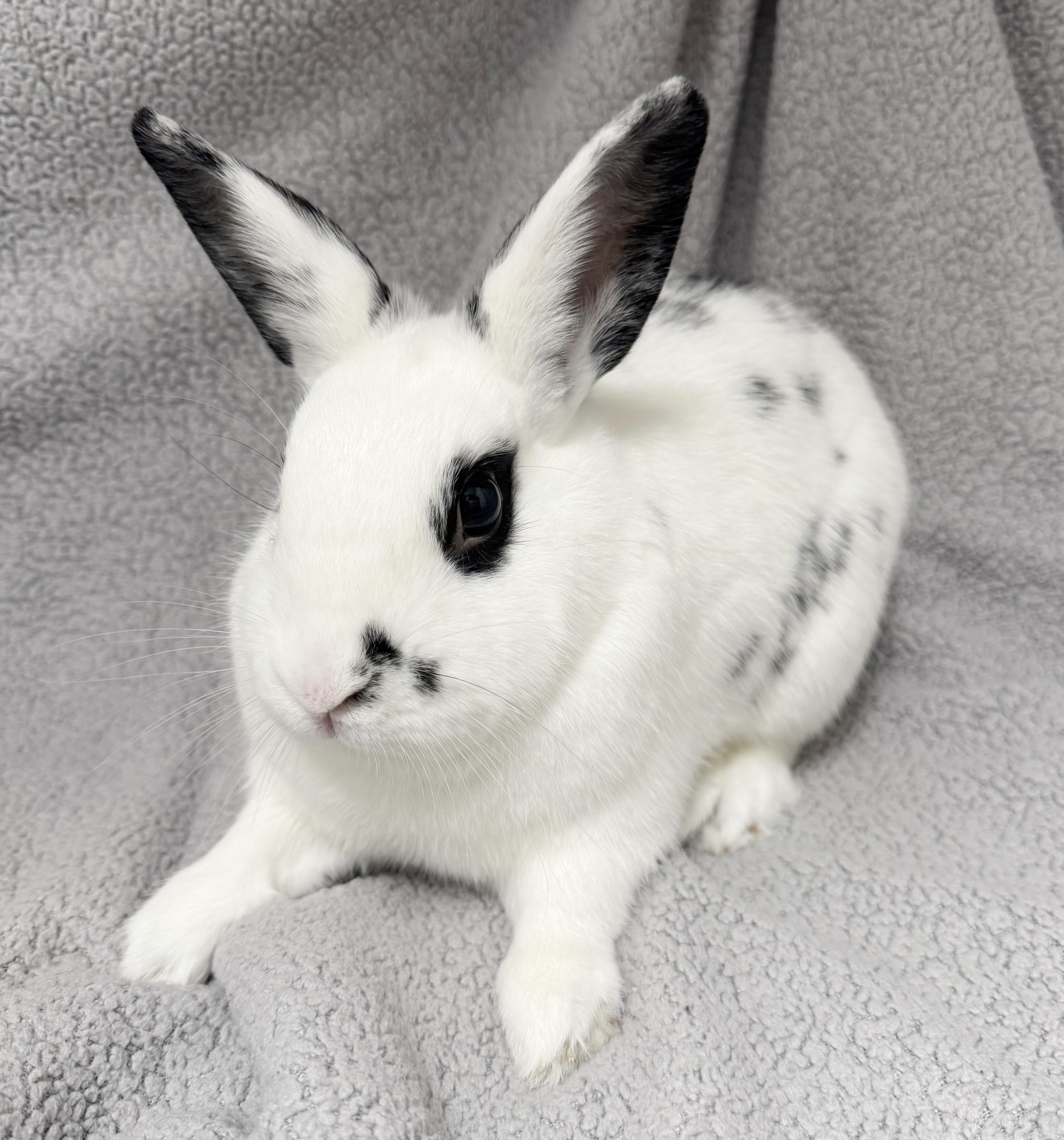 Enlarge  Cream n' Cookies! BONDED THERAPY BUNNIES! Spayed litter trained perfect!!, a Adoptable Hotot in Bedford Hills, NY image 1/6