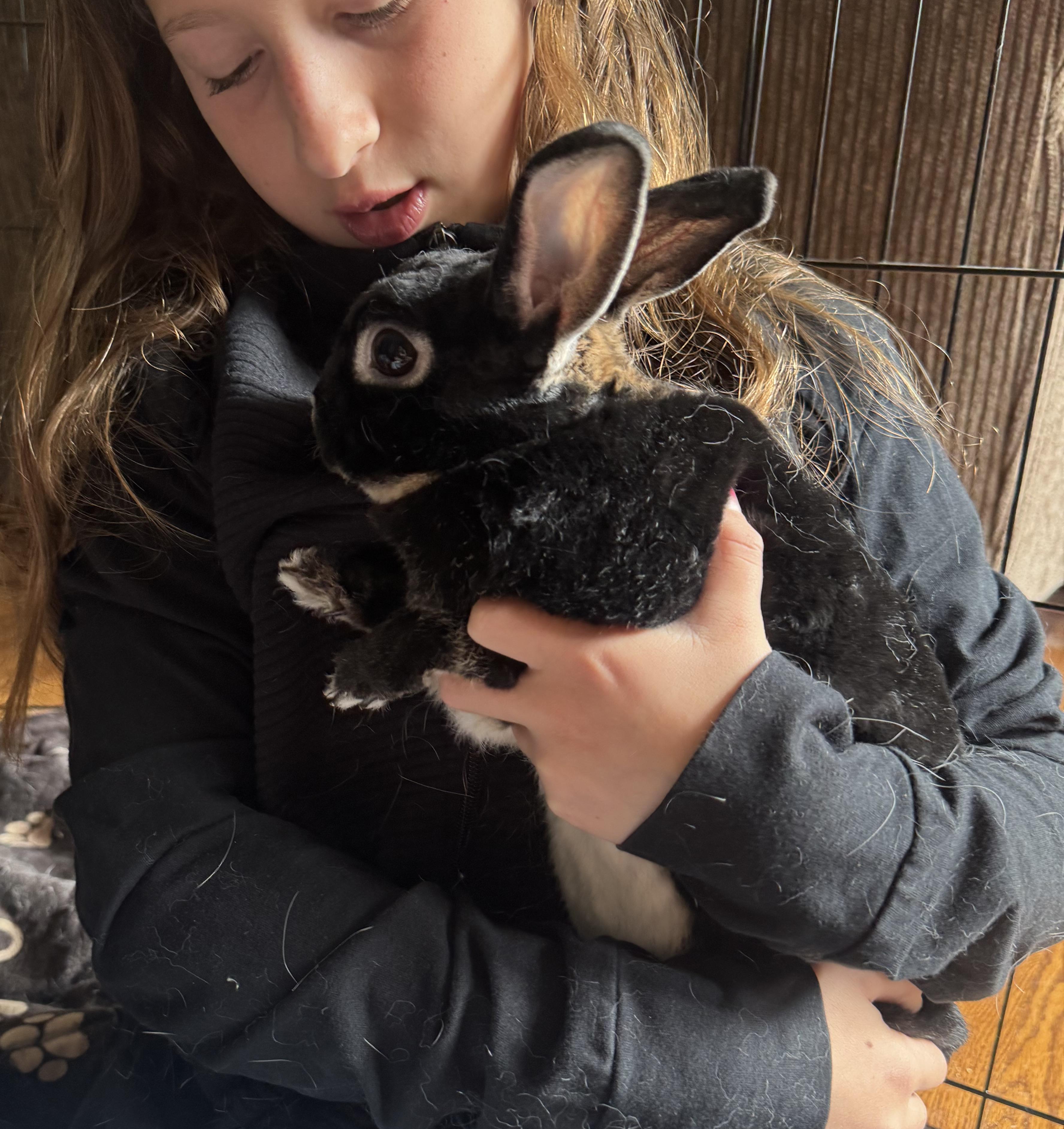 Enlarge  Cream n' Cookies! BONDED THERAPY BUNNIES! Spayed litter trained perfect!!, a Adoptable Hotot in Bedford Hills, NY image 6/6