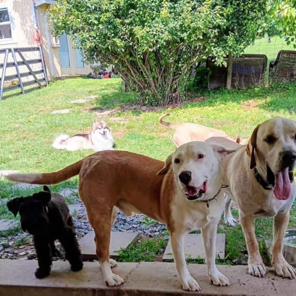 Dash, Adoptable, Adult Male Terrier.