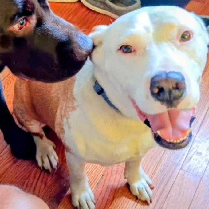 Enlarge Dash, a Adoptable mixed breed in Fredericksburg, VA image 2/6