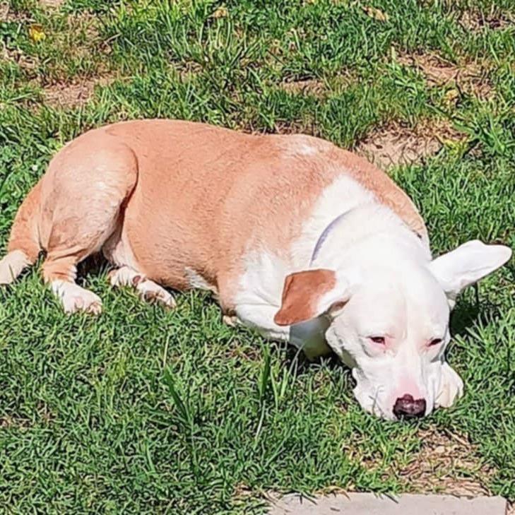 Enlarge Dash, a Adoptable mixed breed in Fredericksburg, VA image 3/6