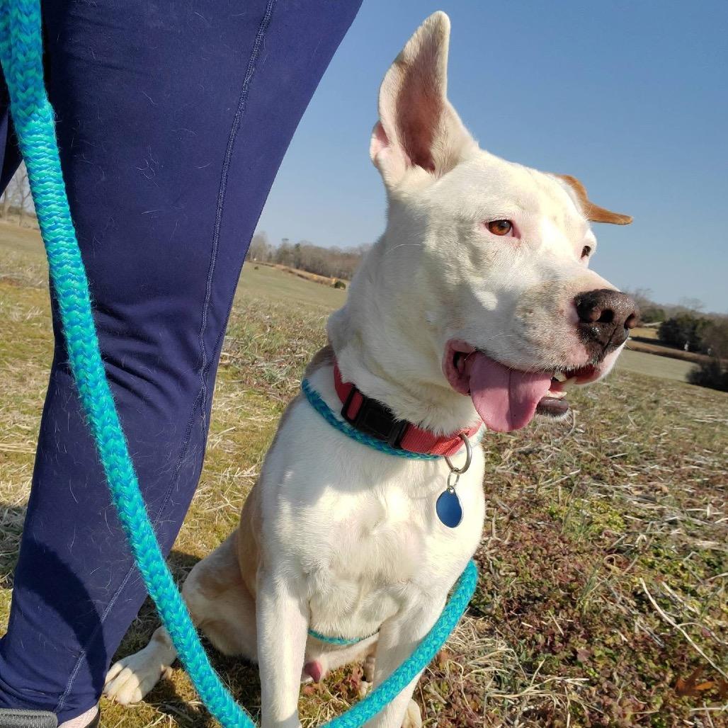 Enlarge Dash, a Adoptable mixed breed in Fredericksburg, VA image 4/6