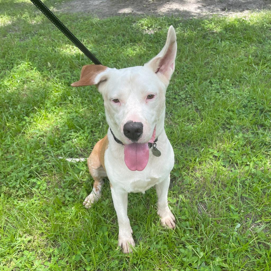 Enlarge Dash, a Adoptable mixed breed in Fredericksburg, VA image 5/6