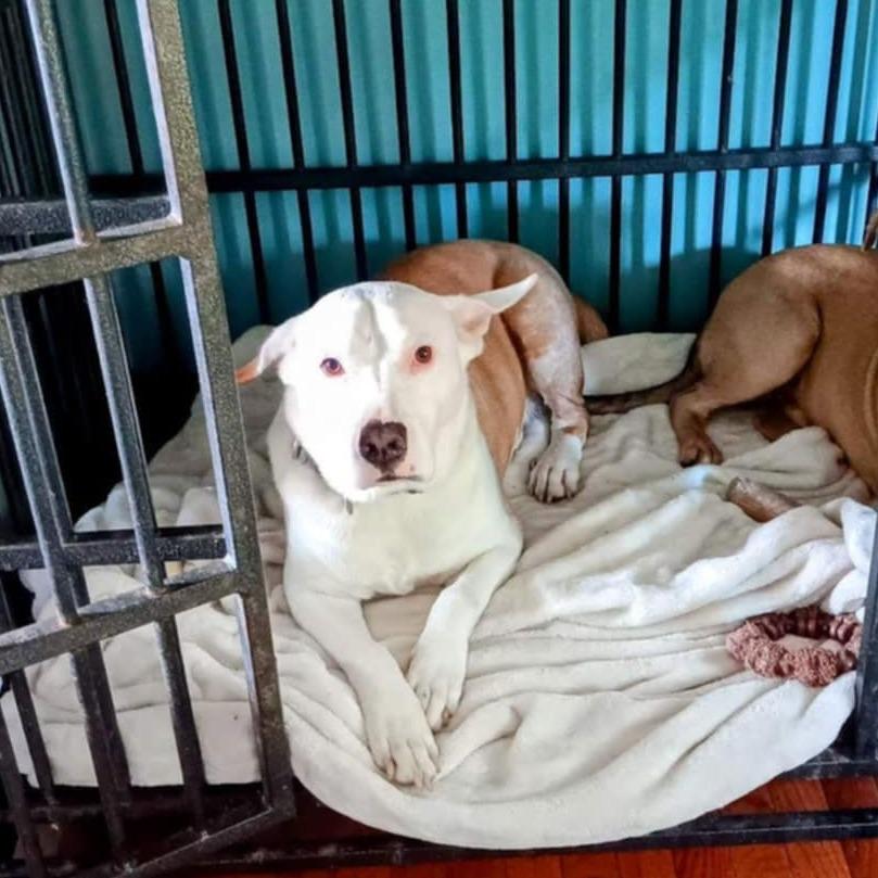 Enlarge Dash, a Adoptable mixed breed in Fredericksburg, VA image 6/6