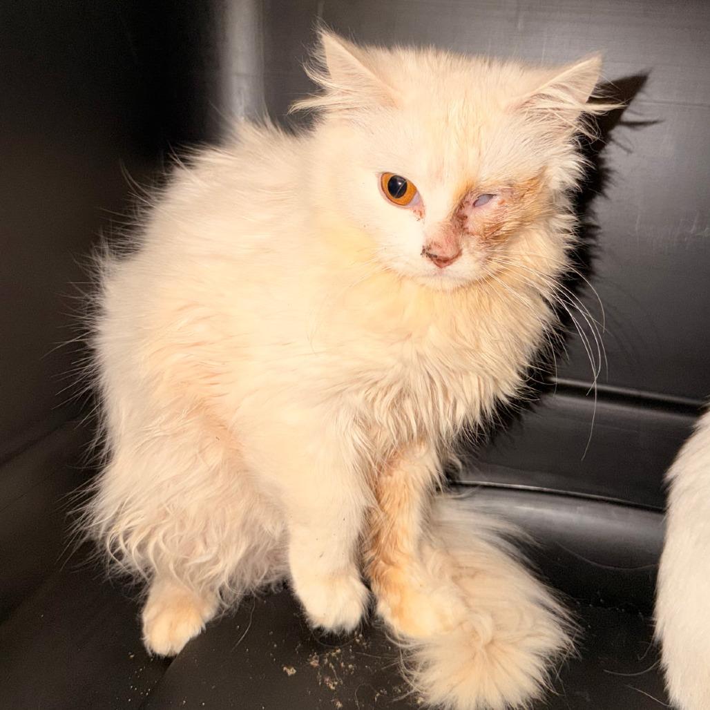 Leftie, Adoptable, Kitten Male Domestic Long Hair.