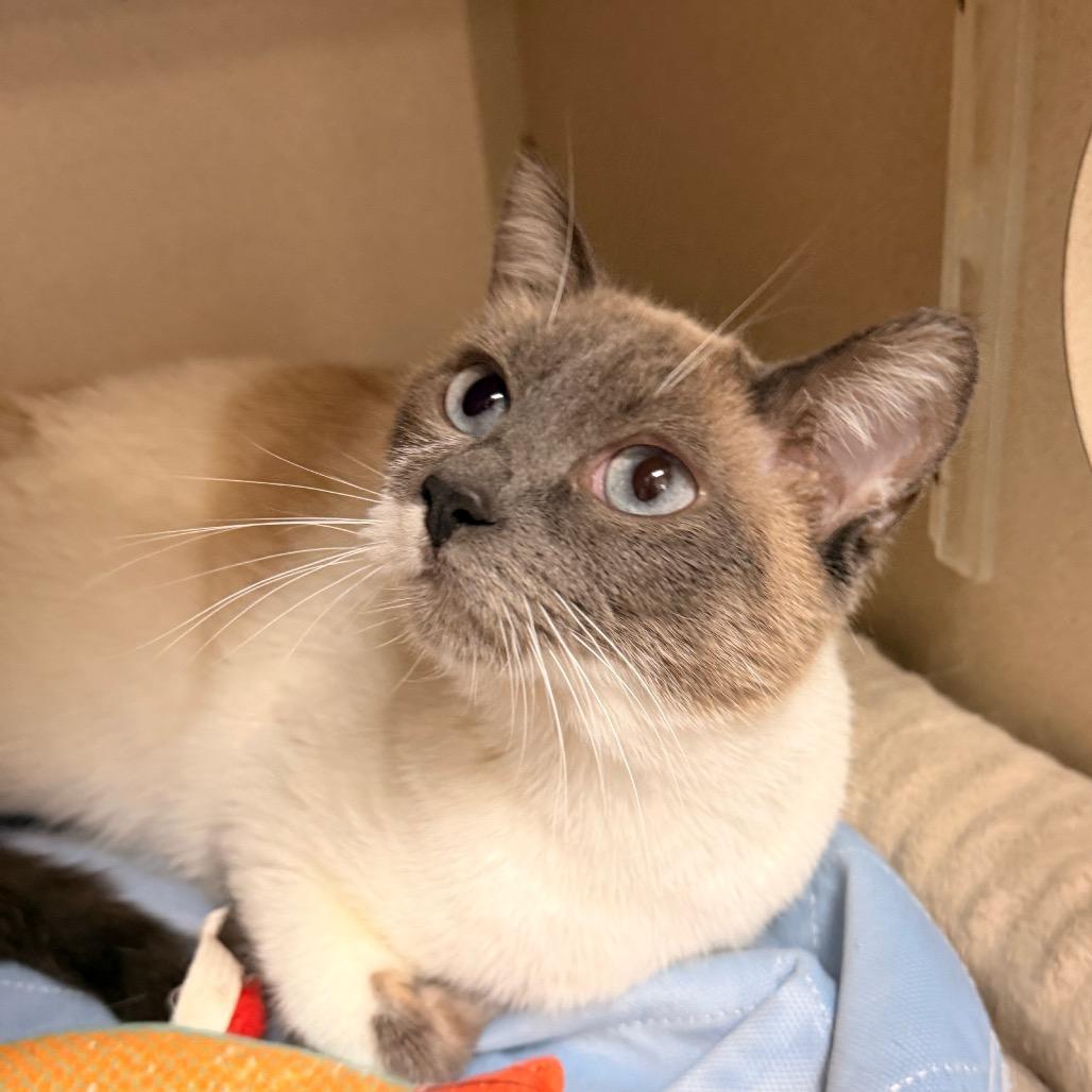 Willow, Adoptable, Adult Female Domestic Short Hair & Siamese.