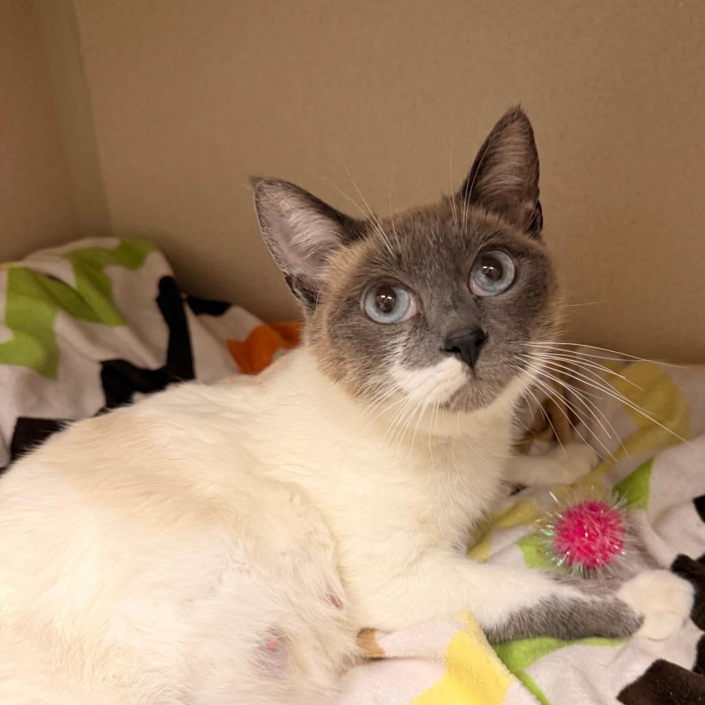 Enlarge Willow, a Adoptable mixed breed in Pagosa Springs, CO image 3/5