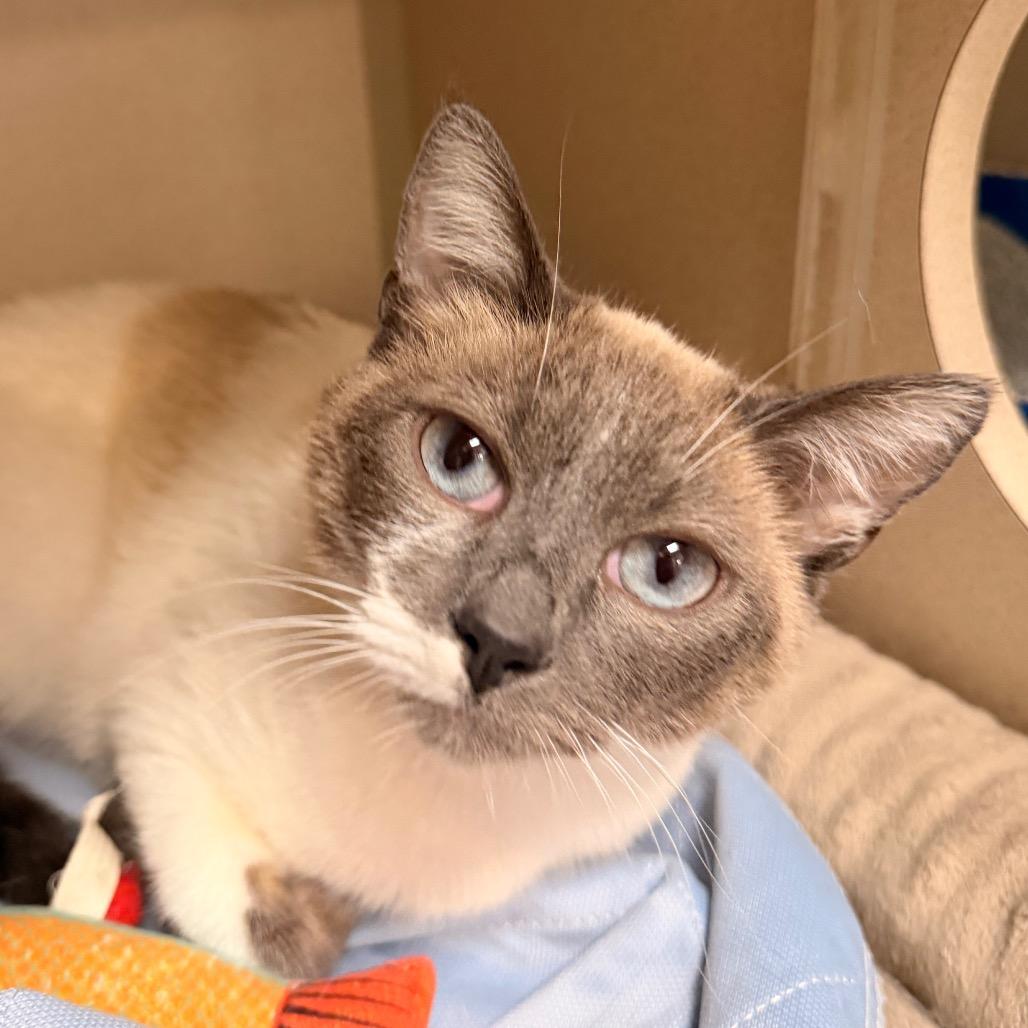 Enlarge Willow, a Adoptable mixed breed in Pagosa Springs, CO image 4/5