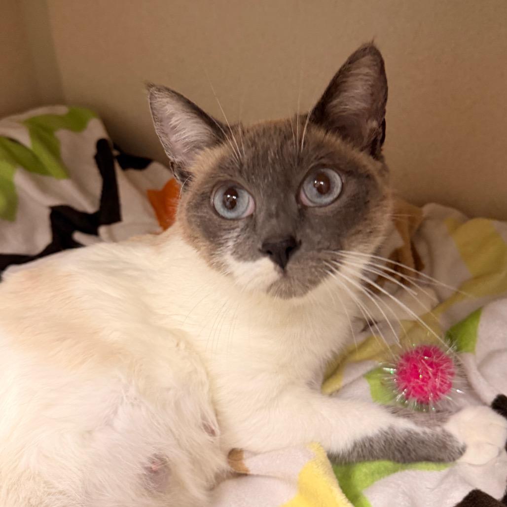 Enlarge Willow, a Adoptable mixed breed in Pagosa Springs, CO image 5/5