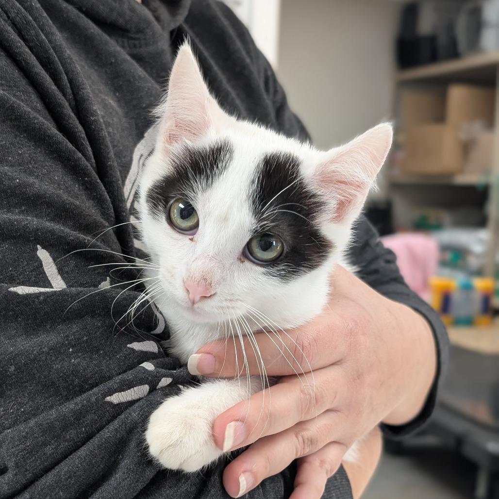 Enlarge Dorie, a Adoptable Domestic Medium Hair in Canton, IL image 1/6