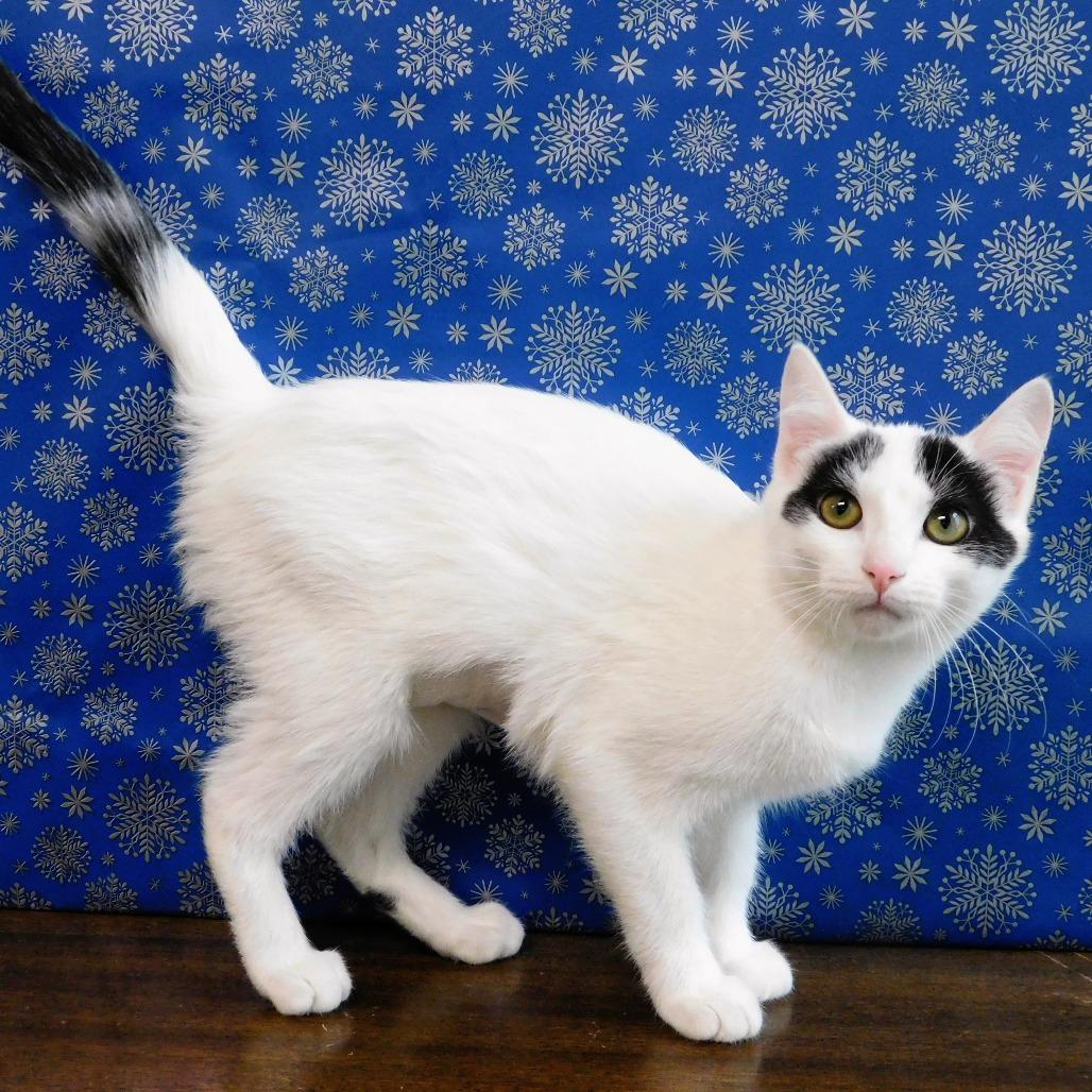 Enlarge Dorie, a Adoptable Domestic Medium Hair in Canton, IL image 2/6