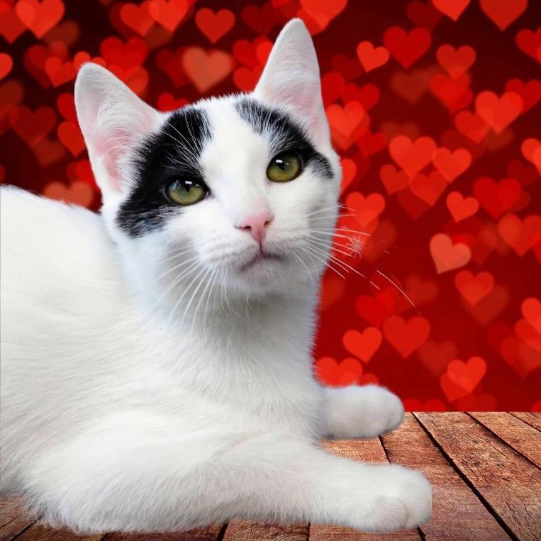 Enlarge Dorie, a Adoptable Domestic Medium Hair in Canton, IL image 3/6