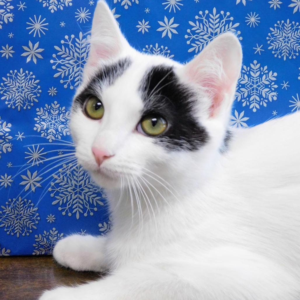 Enlarge Dorie, a Adoptable Domestic Medium Hair in Canton, IL image 4/6