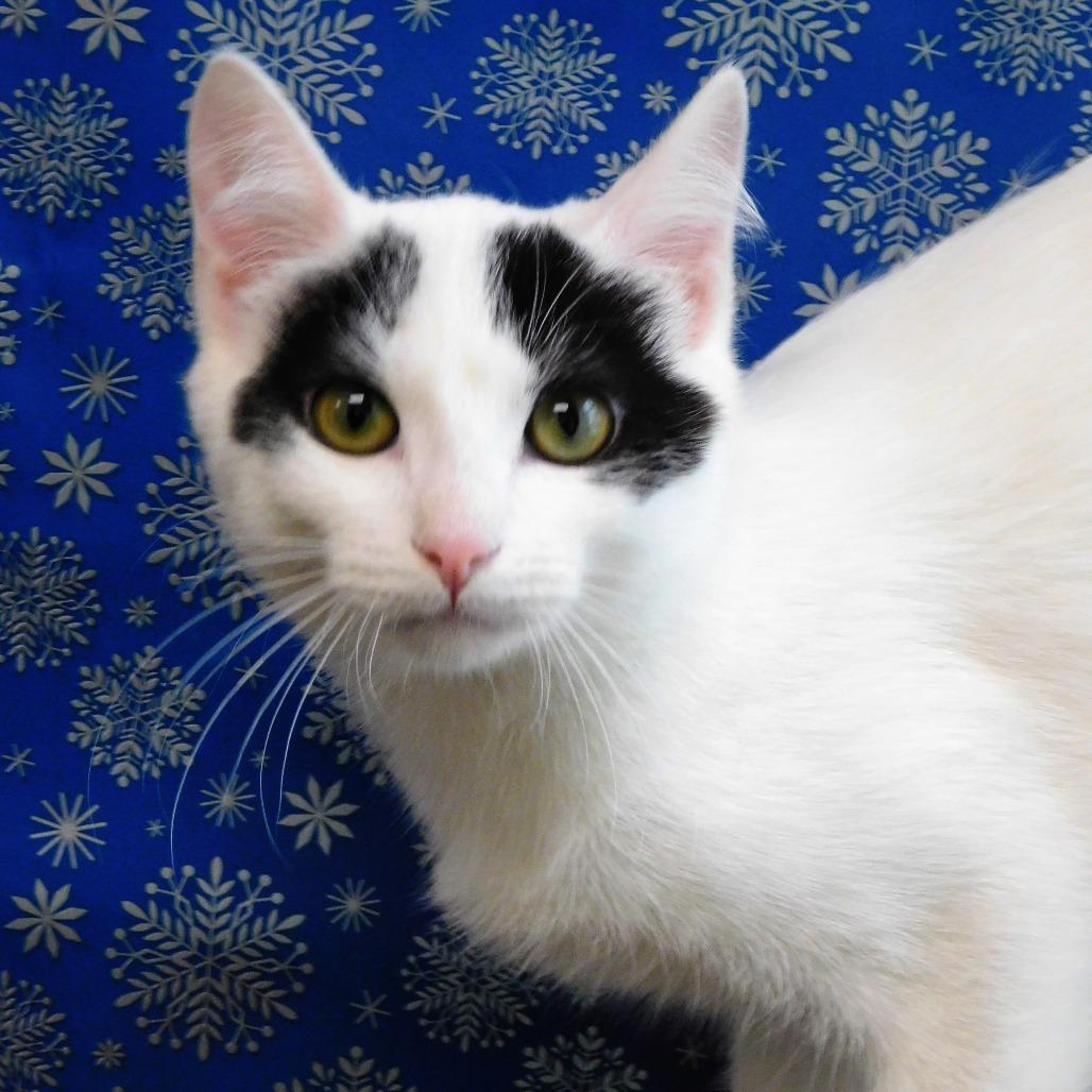 Enlarge Dorie, a Adoptable Domestic Medium Hair in Canton, IL image 5/6