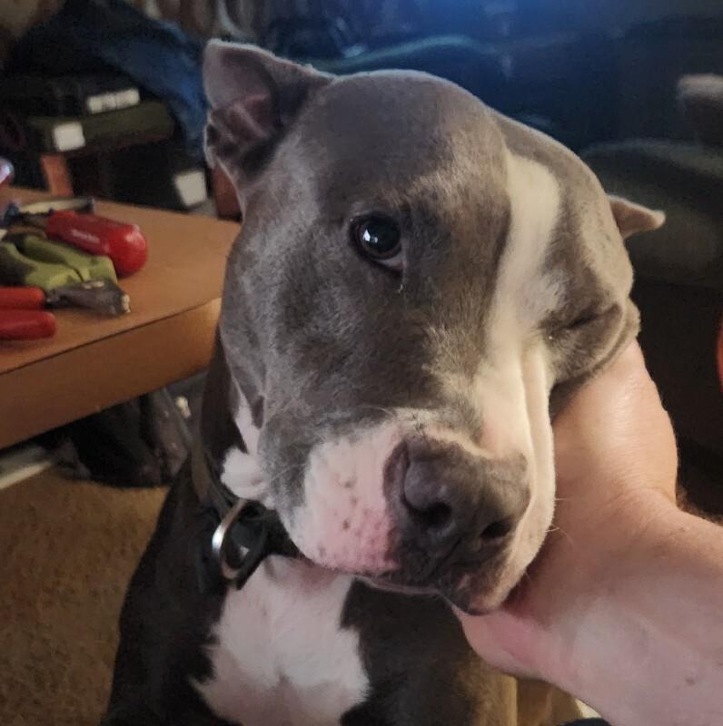 CALLIE JADE, Adoptable, Adult Female Bull Terrier & Pit Bull Terrier.