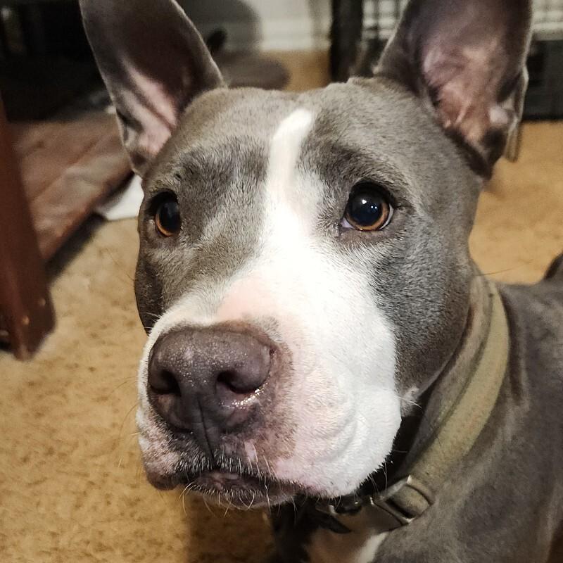 CALLIE JADE, a Adoptable mixed breed in lawton, OK image 2/6