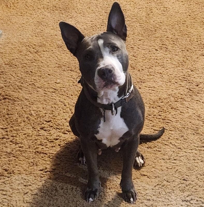 CALLIE JADE, a Adoptable mixed breed in lawton, OK image 3/6