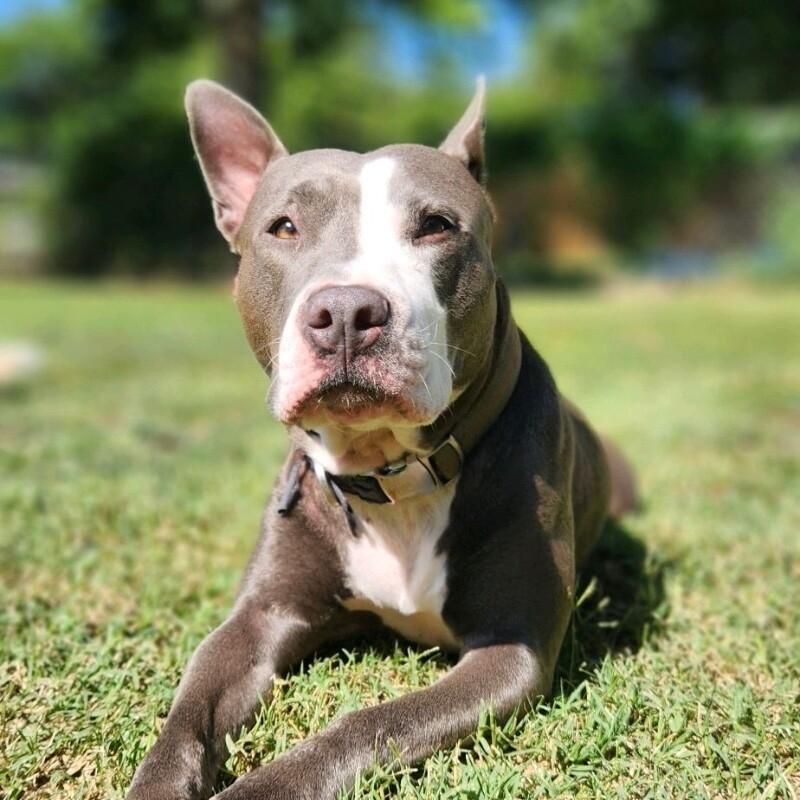 CALLIE JADE, a Adoptable mixed breed in lawton, OK image 4/6