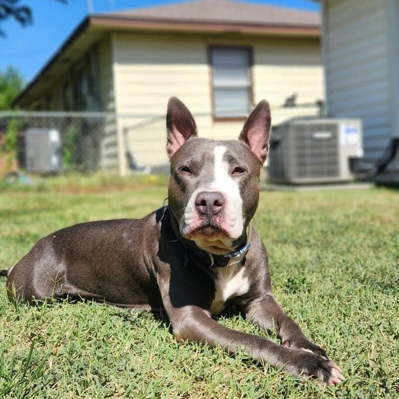 CALLIE JADE, a Adoptable mixed breed in lawton, OK image 5/6