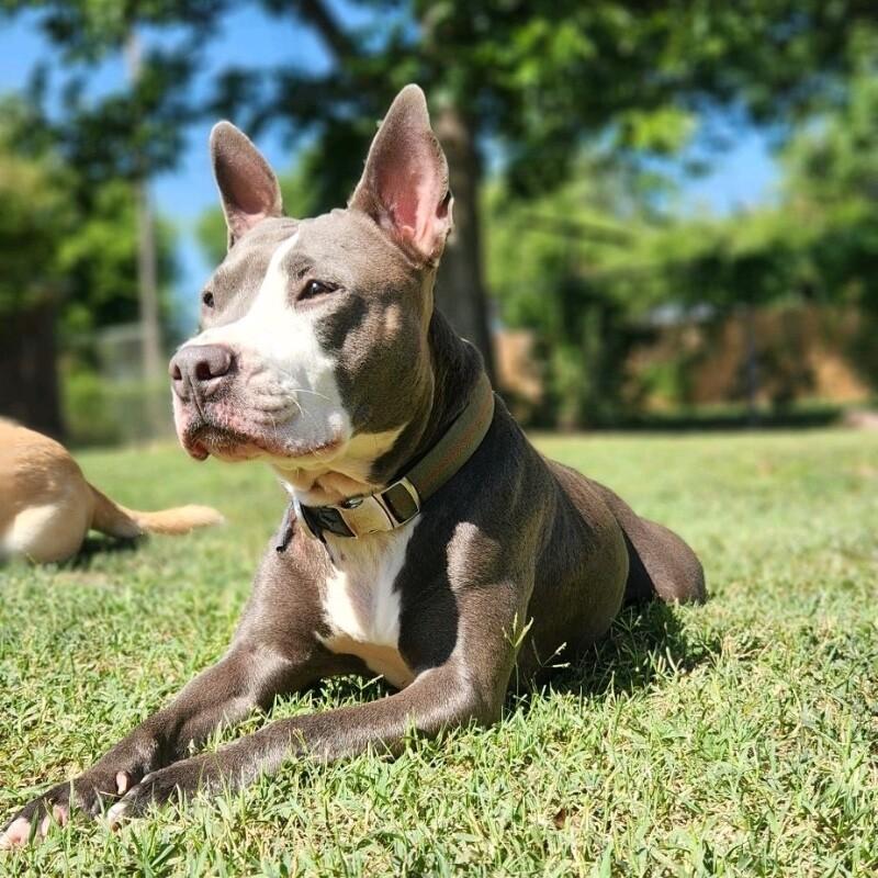 CALLIE JADE, a Adoptable mixed breed in lawton, OK image 6/6