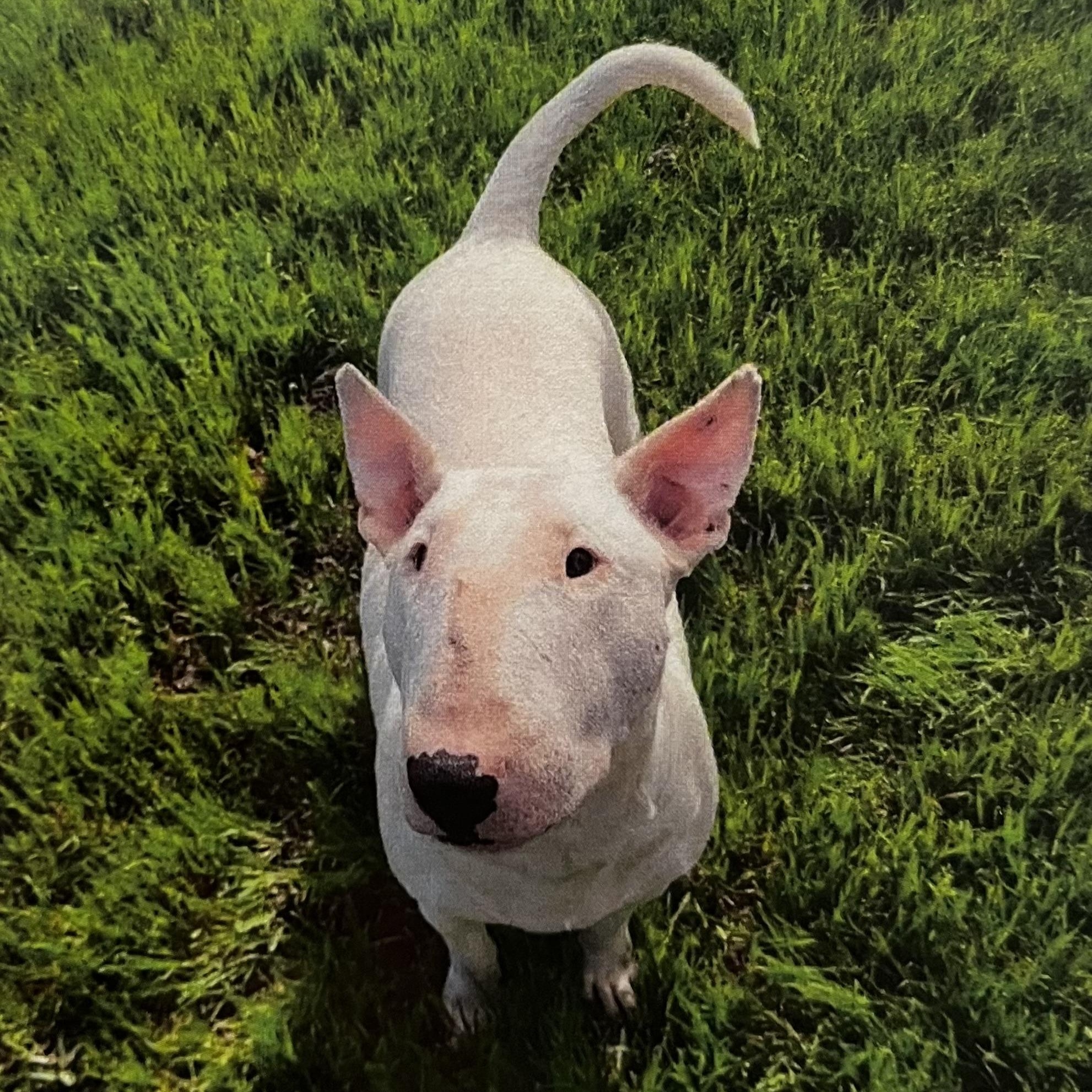 Enlarge Littles, a Adoptable Bull Terrier in Cordell, OK image 2/2