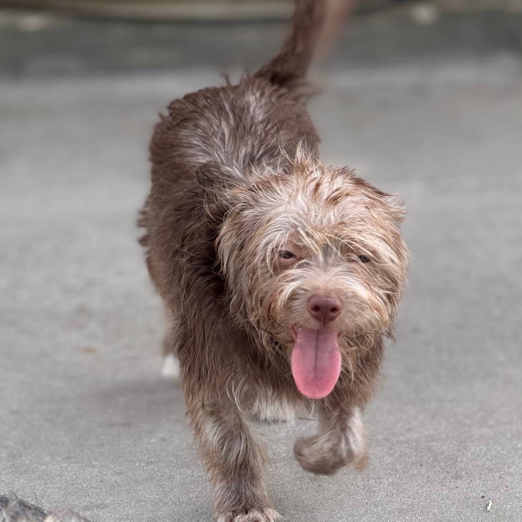Enlarge Biscoff, a Adoptable mixed breed in Woodinville, WA image 1/6