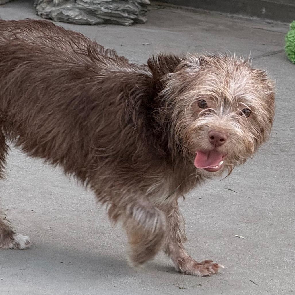 Enlarge Biscoff, a Adoptable mixed breed in Woodinville, WA image 3/6