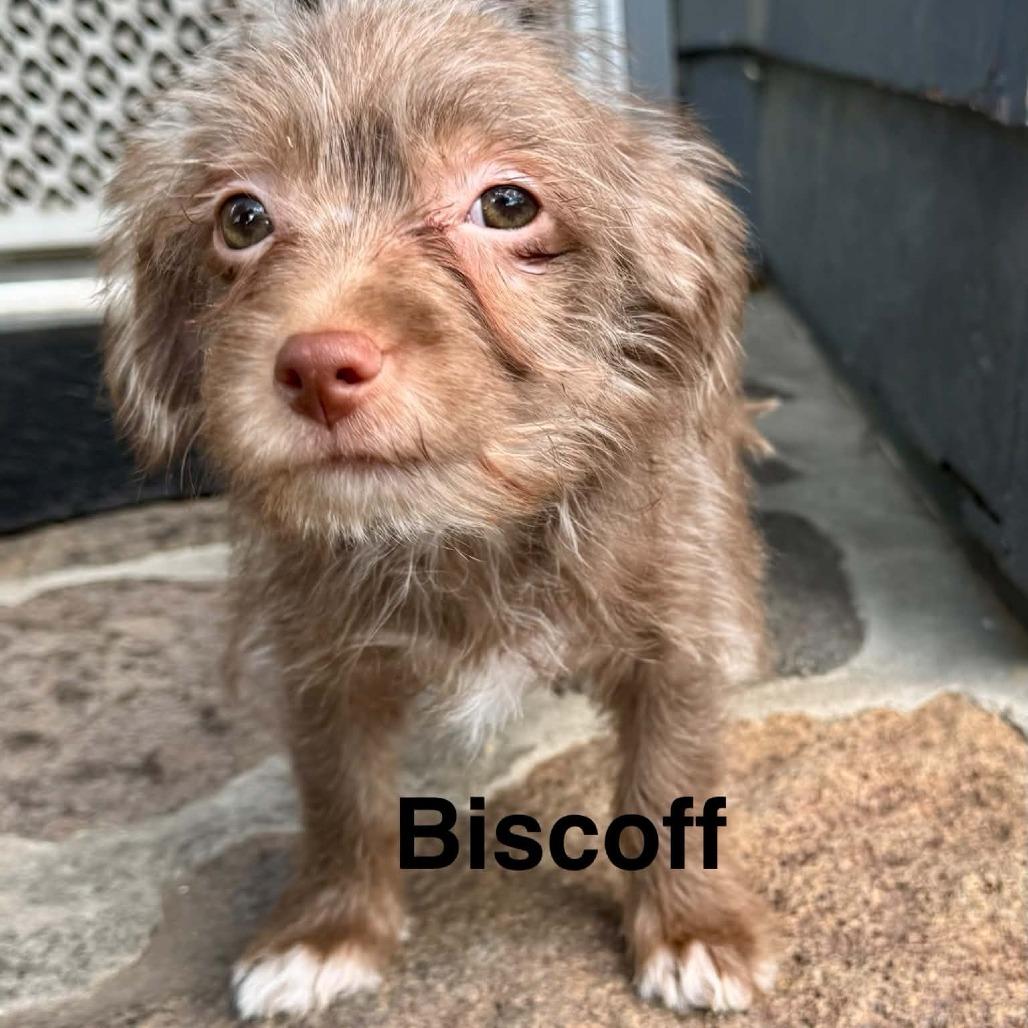 Biscoff, Adoptable, Young Male Shih Tzu & Chihuahua.