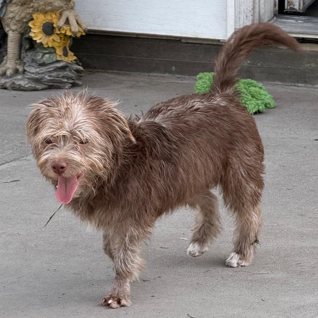 Enlarge Biscoff, a Adoptable mixed breed in Woodinville, WA image 5/6
