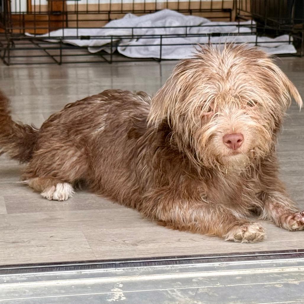 Enlarge Biscoff, a Adoptable mixed breed in Woodinville, WA image 6/6