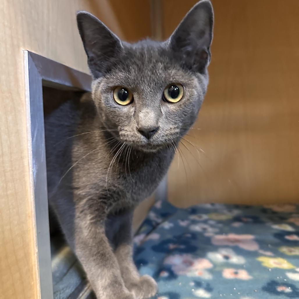Hamish, a Adoptable Domestic Short Hair in Chesapeake, VA image 1/2
